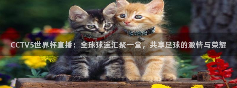 火凤体育直播：CCTV5世界杯直播：全球球迷汇聚一堂，共享足球的激情与荣耀